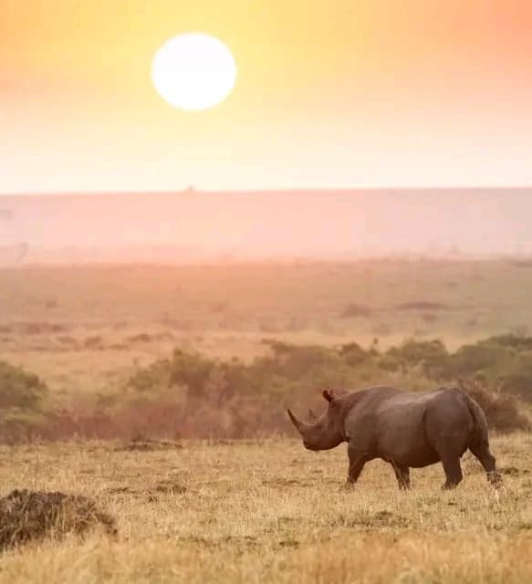 Black rhino at sunrise in the Maasai Mara