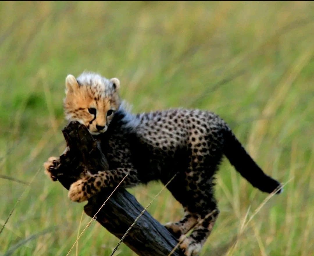 Cheetah cub balancing on a log in the Maasai Mara