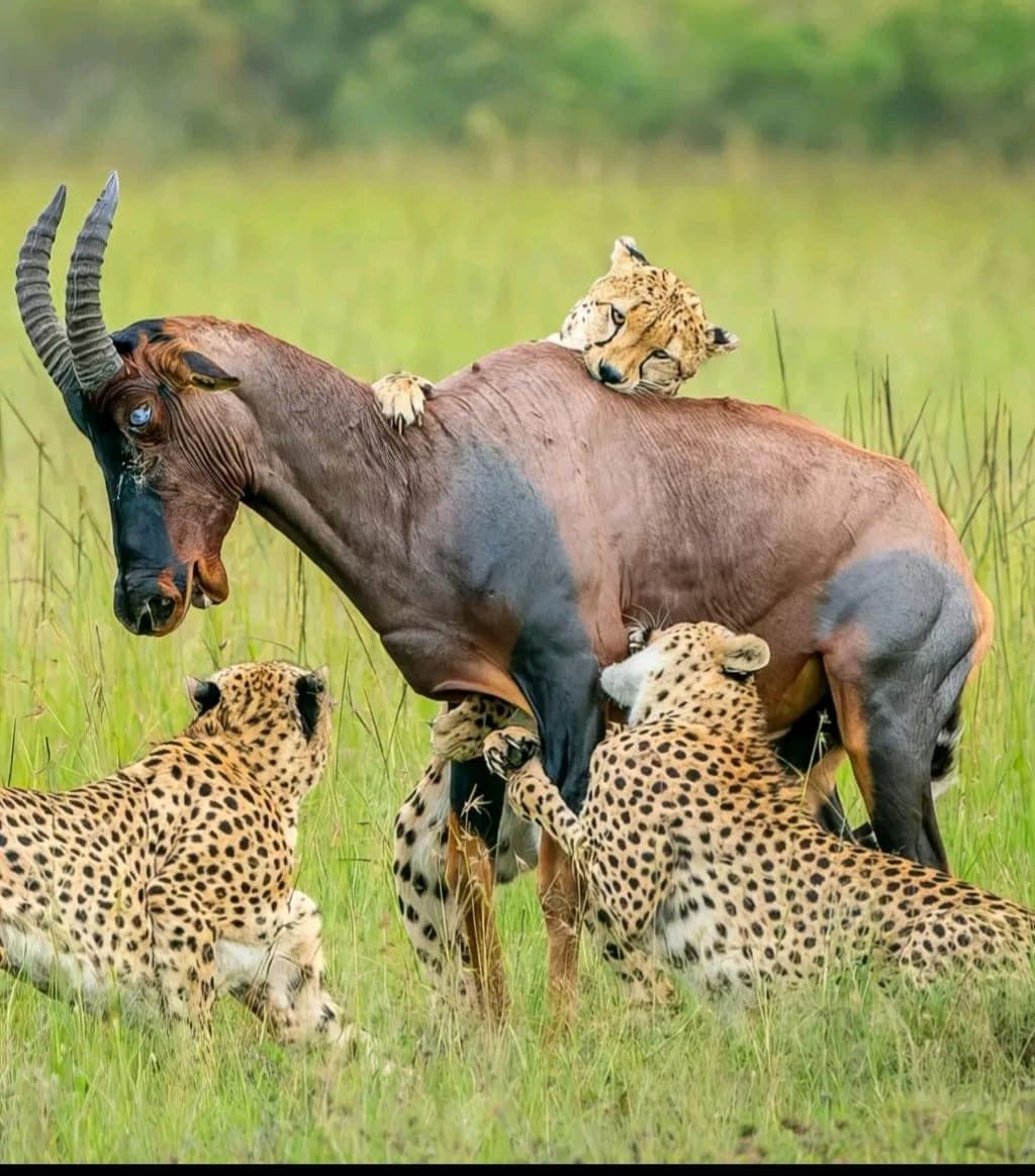 Cheetah stalking a topi through Mara grassland