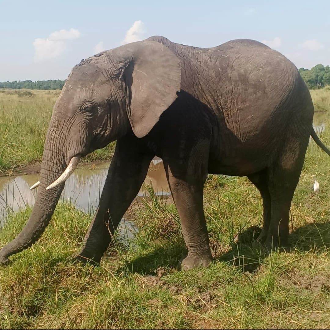 Elephant at a Maasai Mara waterhole — private safari with Oloishuro Tours