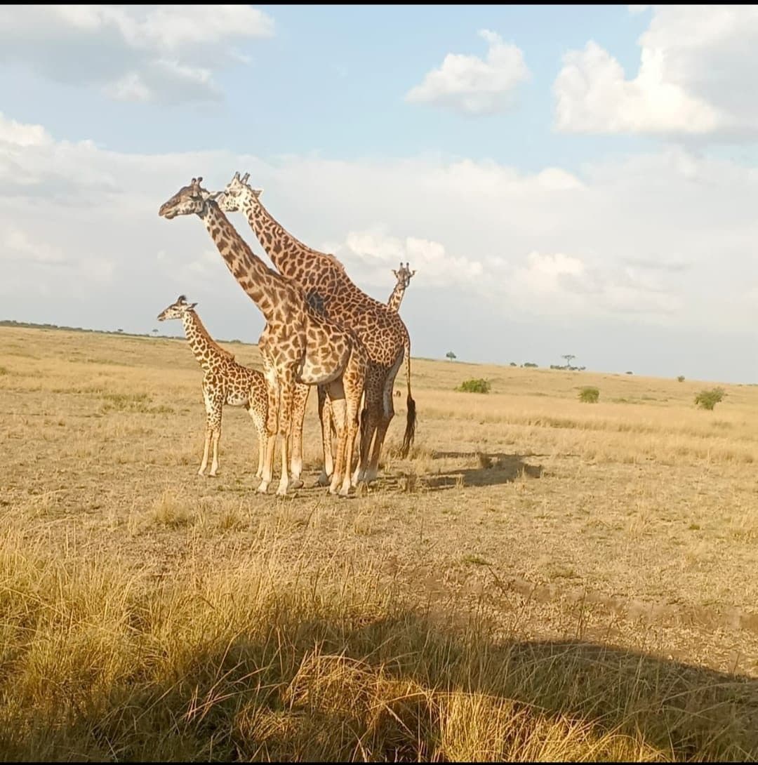 Giraffe family on the open Maasai Mara savanna