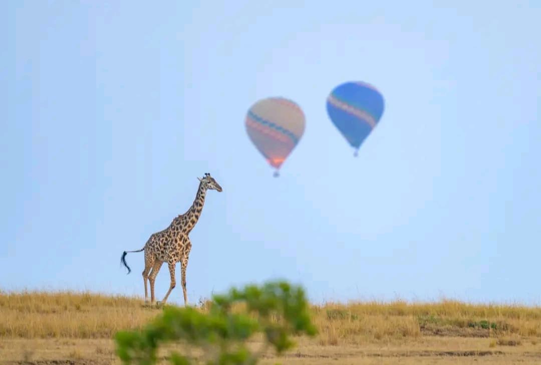 Giraffe walking a ridgeline as hot air balloons drift above — Maasai Mara honeymoon safari