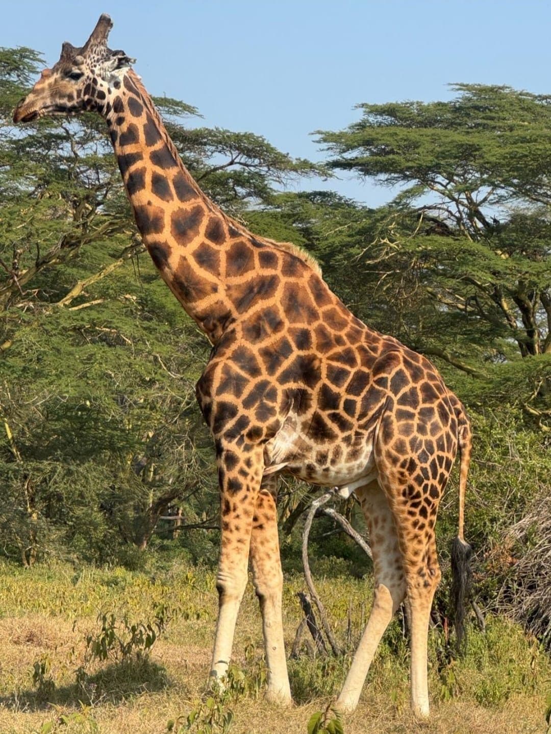 Maasai giraffe among acacia trees