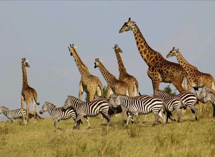 Giraffe and zebra together on the Maasai Mara plains