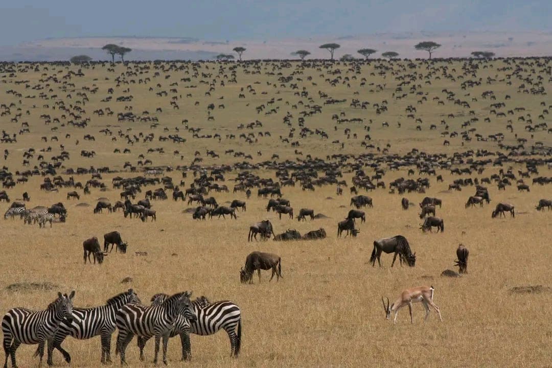 Great Migration herds on the Maasai Mara plains — best time to visit Maasai Mara guide