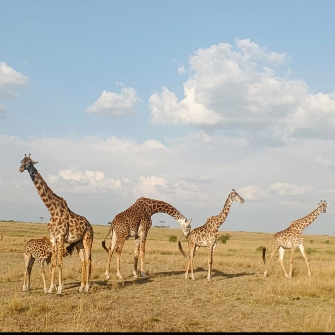 Herd of giraffe under a wide Maasai Mara sky