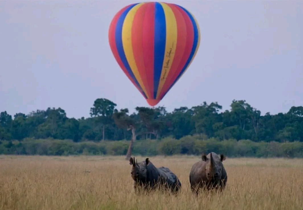 Hot air balloon drifting over black rhinos on a 5-day Kenya safari through Maasai Mara, Lake Nakuru and Naivasha