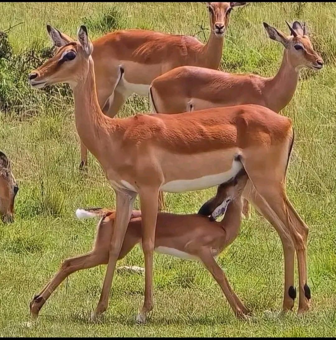 Impala family in the Maasai Mara