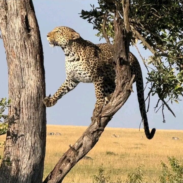Leopard resting in an acacia tree on the Maasai Mara