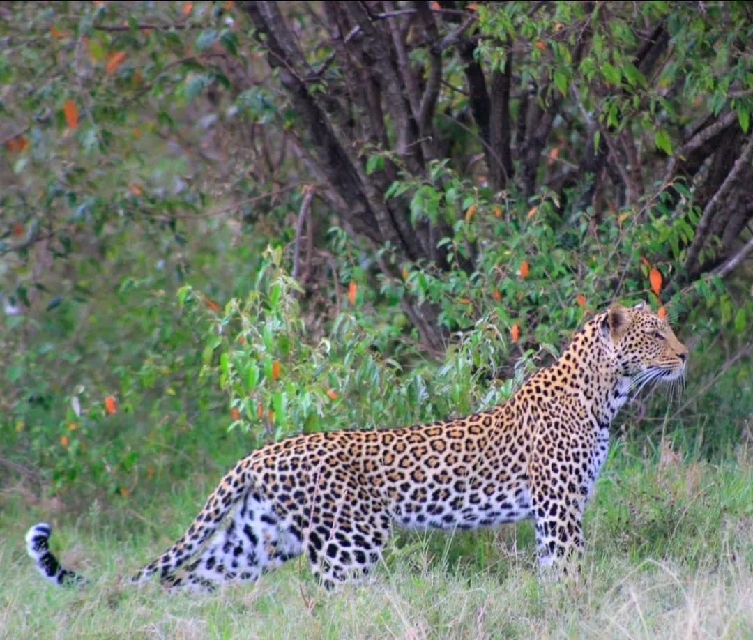 Leopard at the edge of the bush in the Maasai Mara