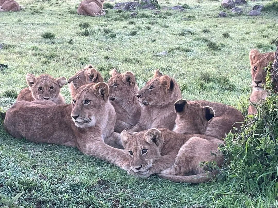 Lion cubs of a Maasai Mara pride photographed on a private game drive