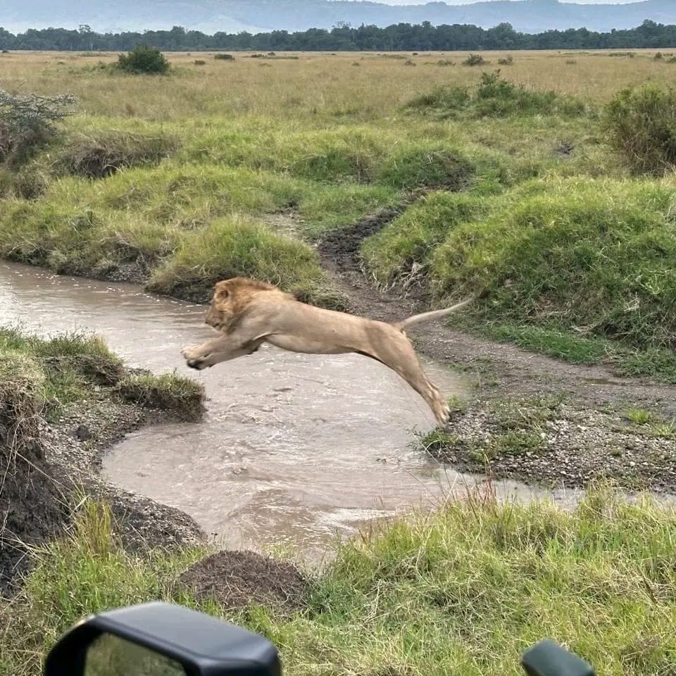 Male lion leaping a small river during a full-day Maasai Mara game drive