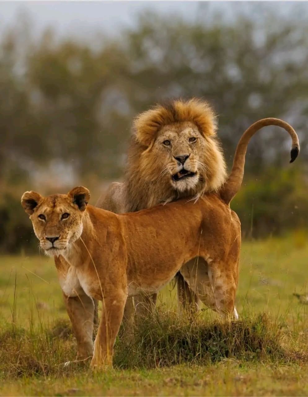 Male lion and lioness on the Maasai Mara plains during a 3-day private safari from Nairobi