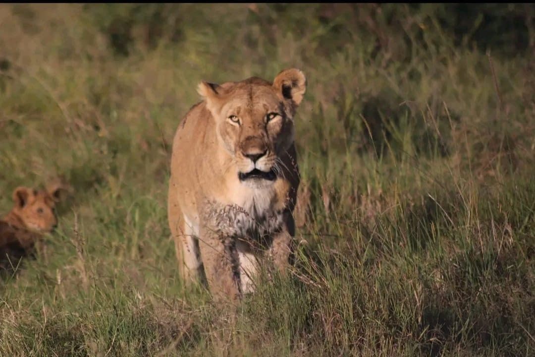 Lioness and cub in green Mara grassland