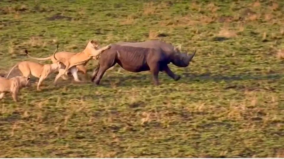 Pride of lionesses attacking a black rhino on the Maasai Mara plains