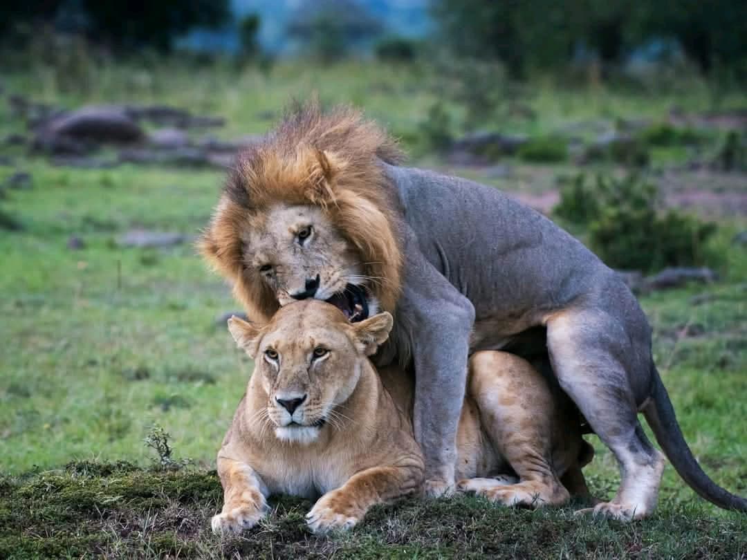 Male lion with lioness in a rare intimate moment on the Maasai Mara grassland