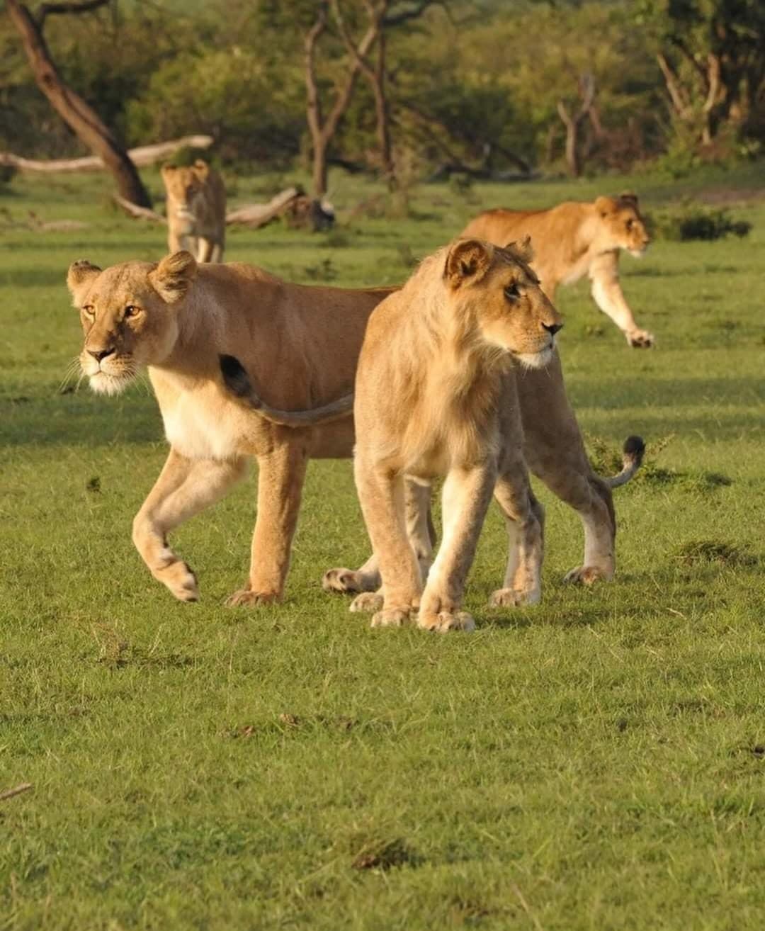 Young lions walking together at golden hour