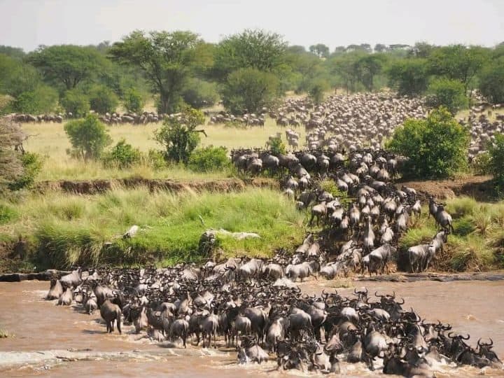 Wildebeest crossing the Mara River