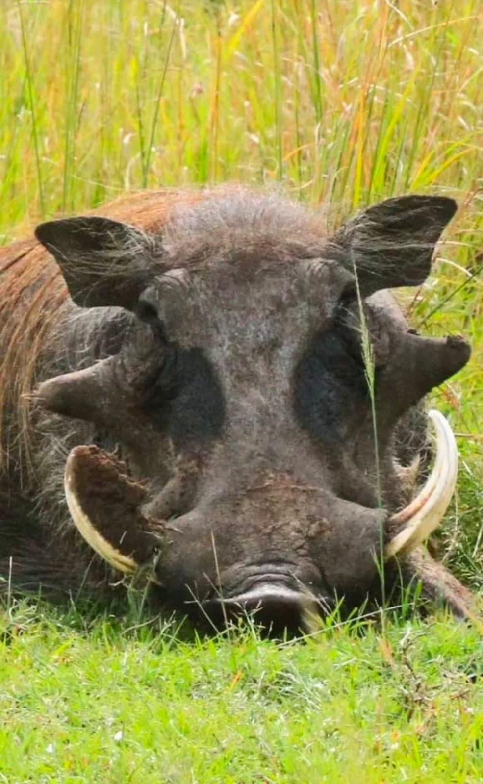 Warthog resting in tall Maasai Mara grass
