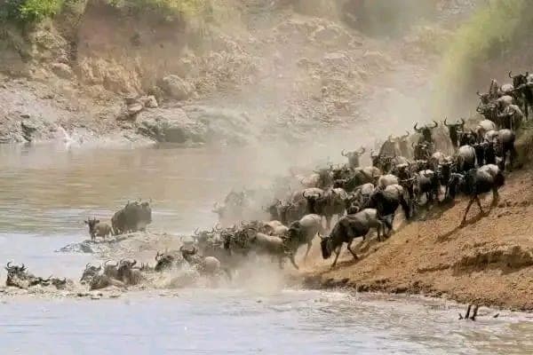 Wildebeest crossing the Mara River during the Great Migration on a private safari