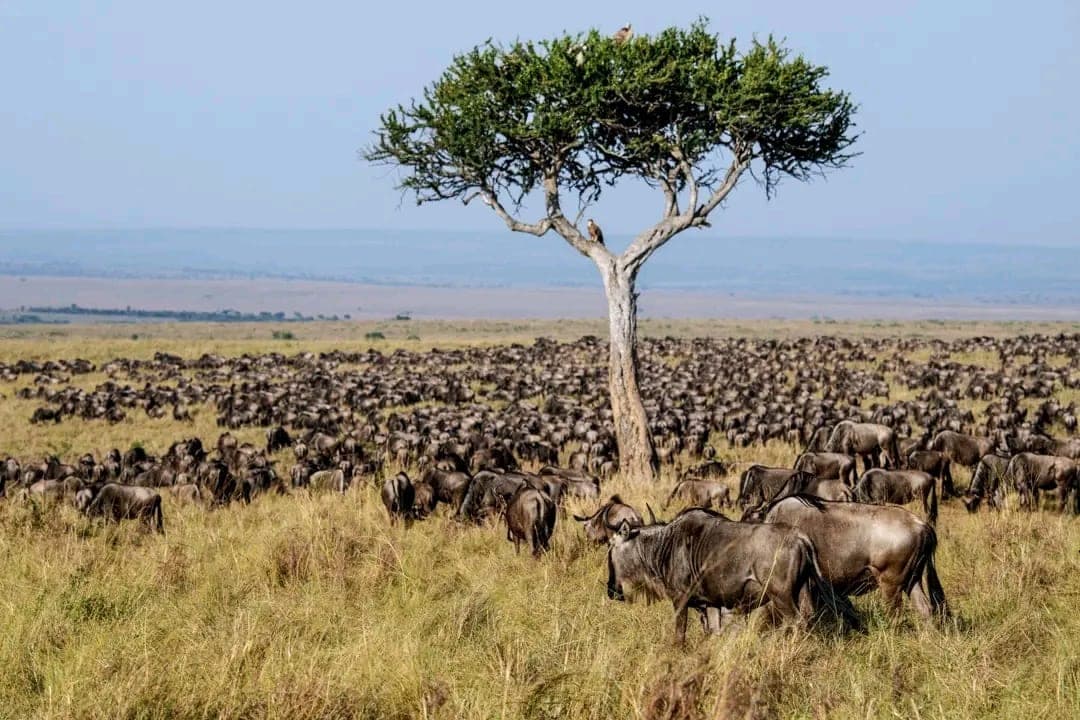 Great Migration herds around an acacia tree